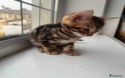 Bengal cats for sale: 6 Stunning Bengal kittens - Image 12