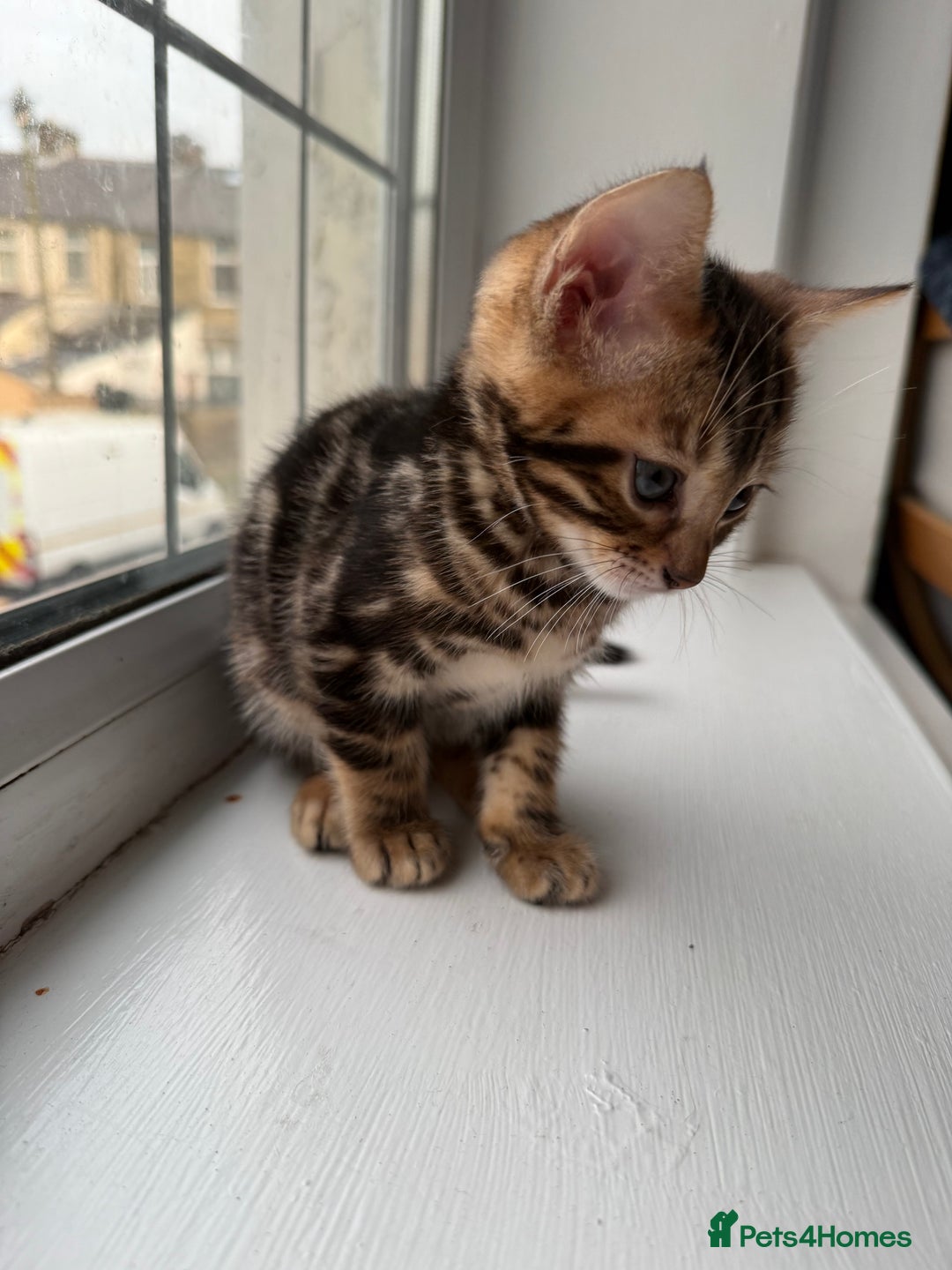 Bengal cats for sale: 6 Stunning Bengal kittens - Image 12