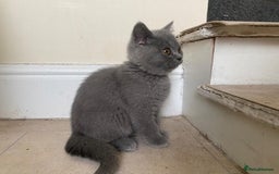 British Shorthair cats for sale: GCCF Active Championship line Blue & Lilac Kittens - Image 19