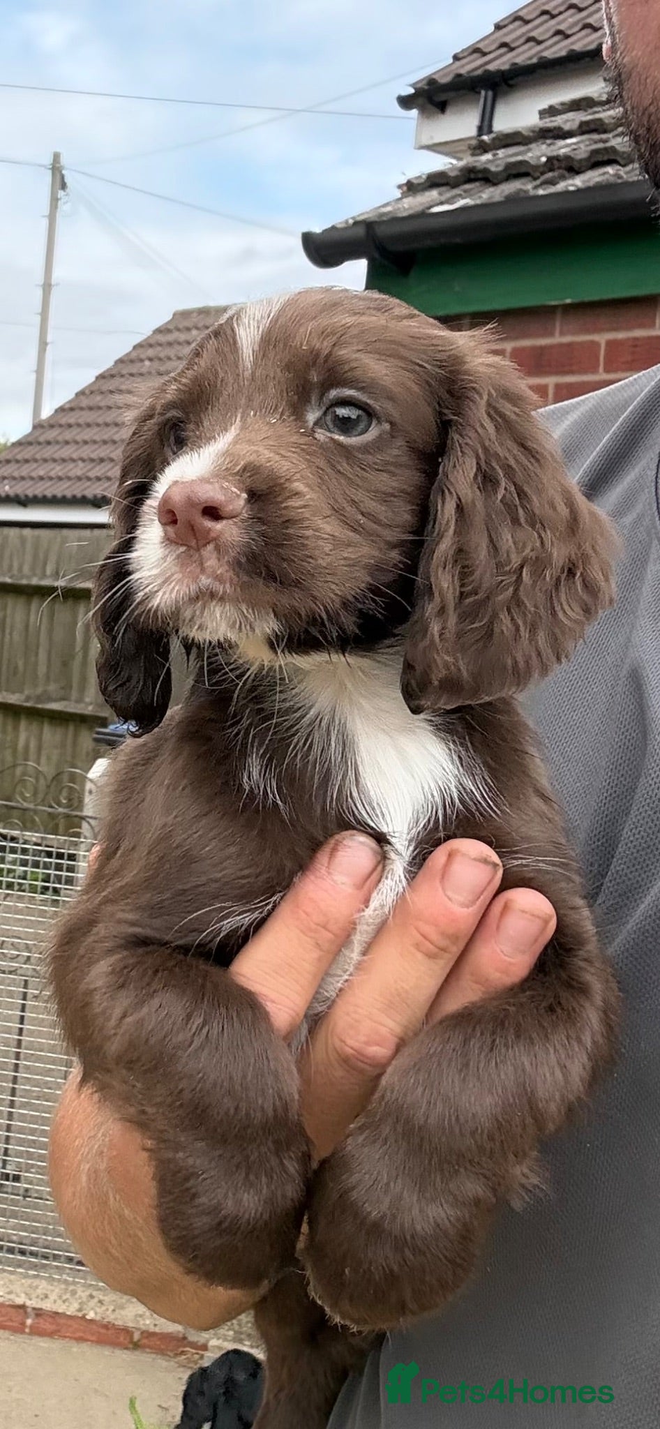 Cocker Spaniel dogs SUPERBLY BRED WORKING COCKER PUPPIES  - Advert 2