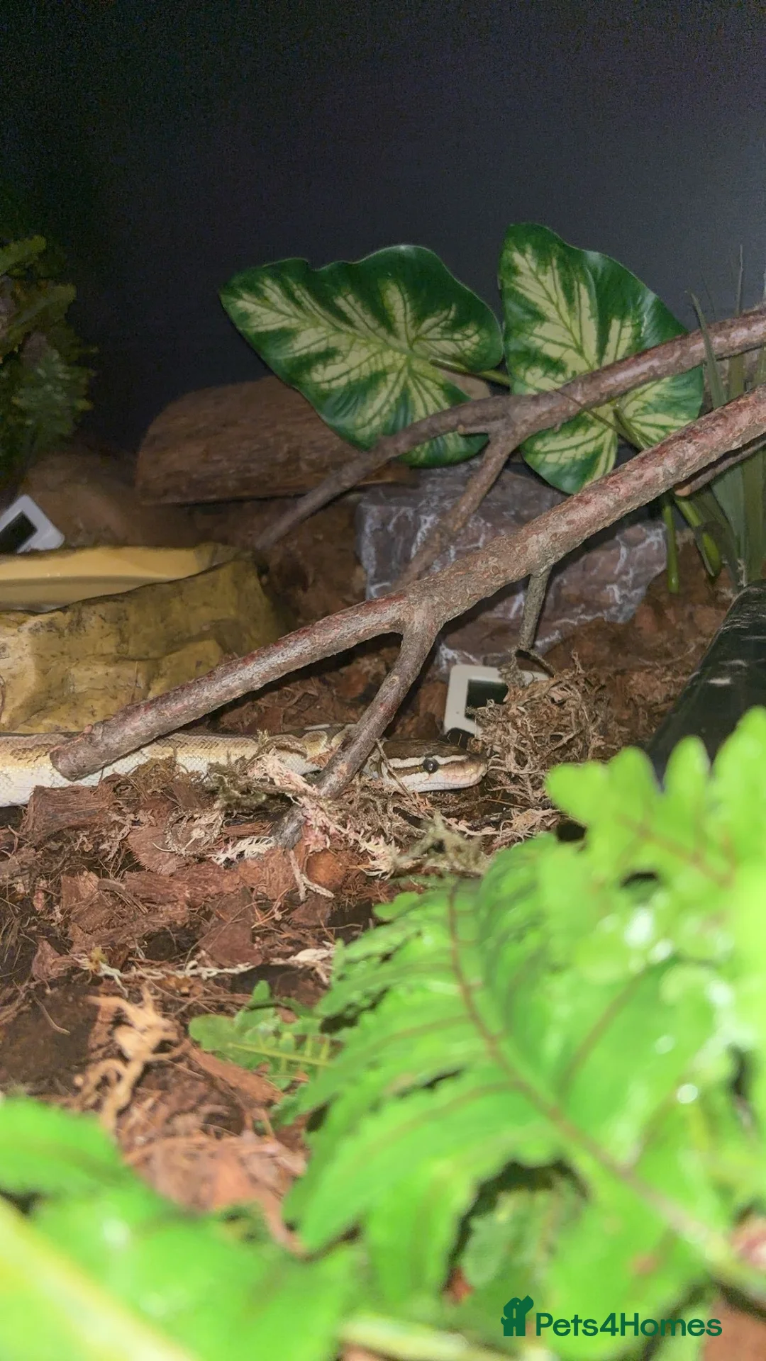 Python Snake reptiles for sale: female bamboo royal python in Hereford - Advert 2