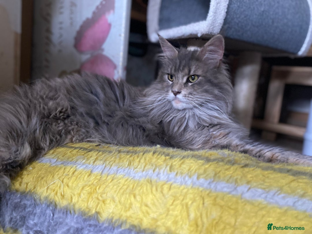 Maine Coon cats for sale: Beautiful Maine Coon Female - Advert 13