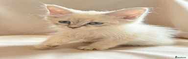 Siberian 1