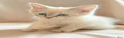 Siberian cats for sale: Pure Siberian Neva Masquerade  in Peterborough - Advert 3