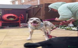 Mixed Breed dogs for sale: Male Dalmatian / husky dog  - Image 9