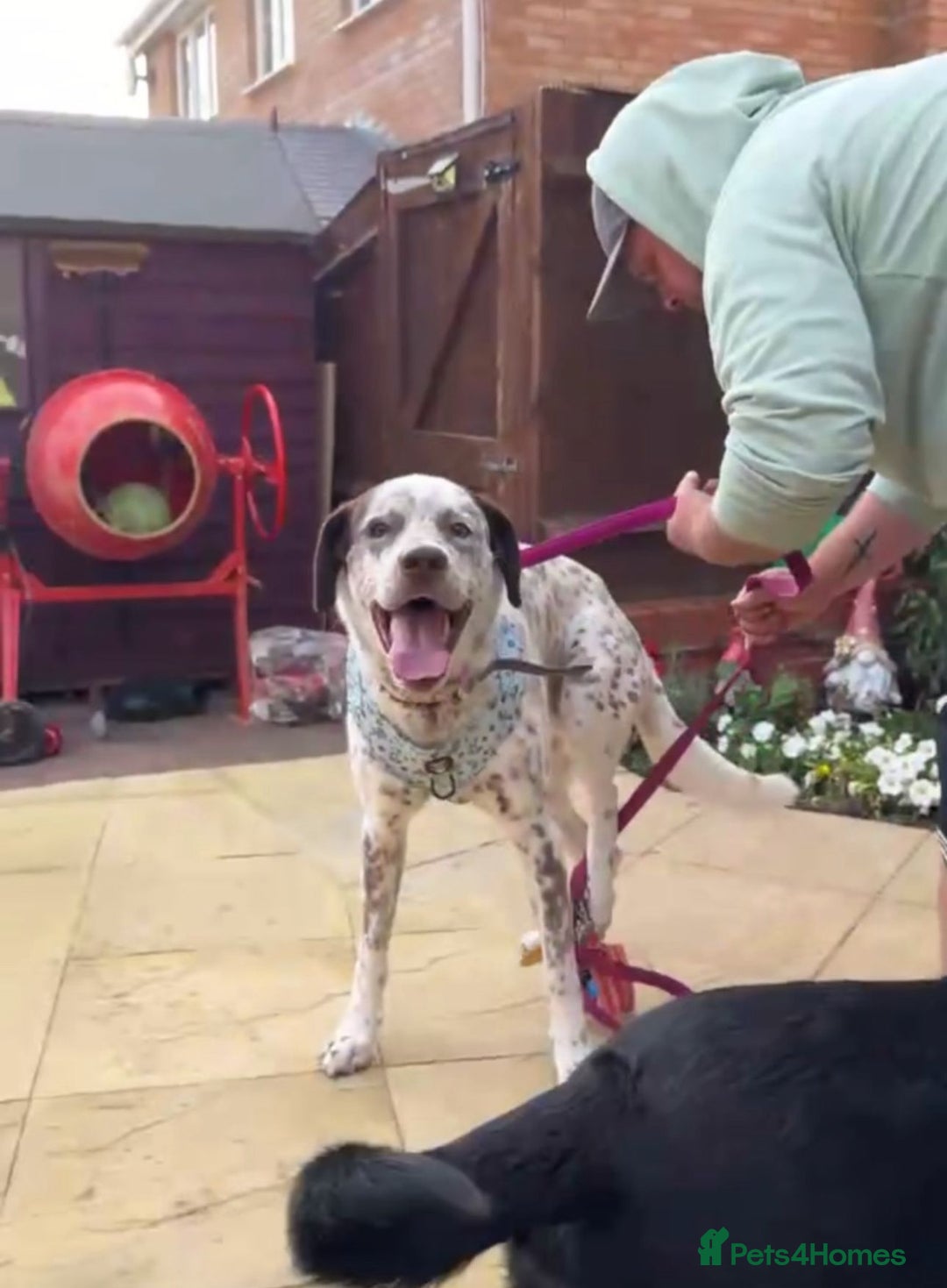 Mixed Breed dogs for sale: Male Dalmatian / husky dog  - Image 9