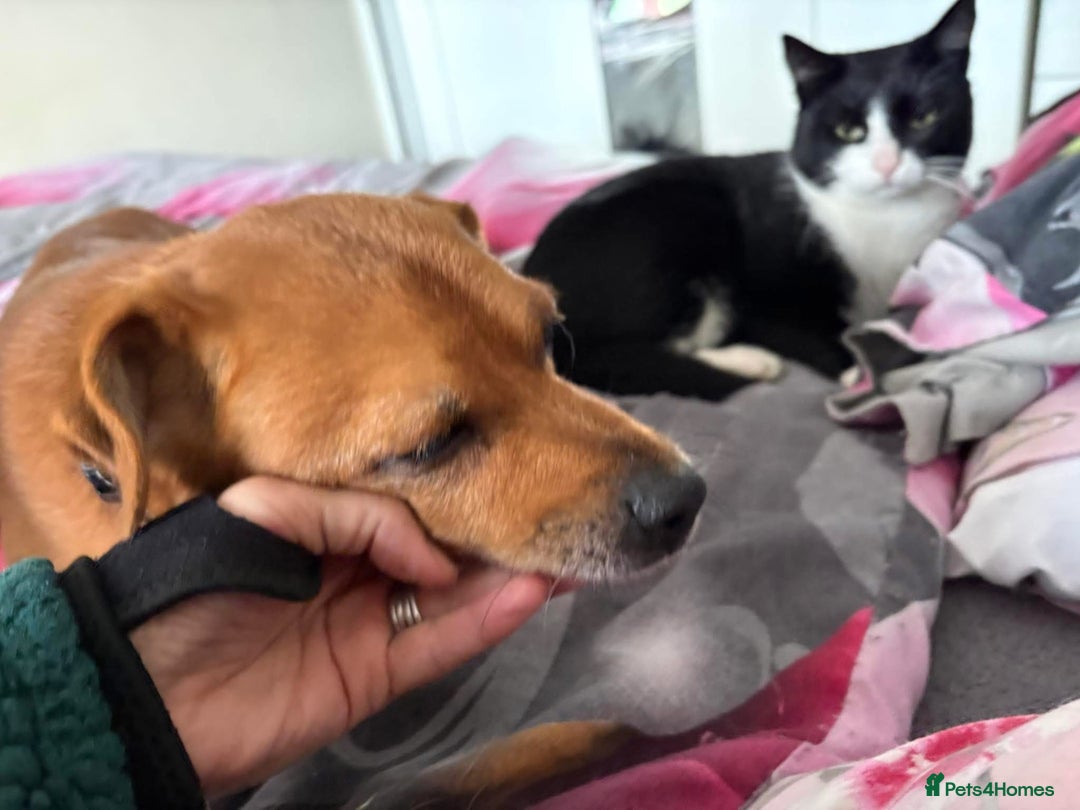 Mixed Breed dogs for adoption: Fry - Norwich Norfolk  - Advert 4