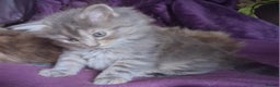 Mixed Breed cats for sale: AWESOME FLUFFY CHUNKY NORWEGIAN FOREST CAT X - Advert 23