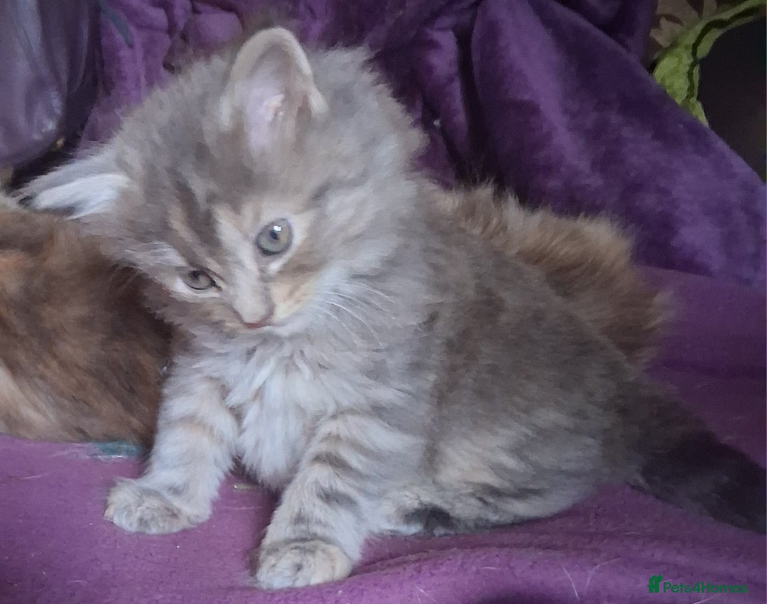 Mixed Breed cats for sale: AWESOME FLUFFY CHUNKY NORWEGIAN FOREST CAT X - Advert 23
