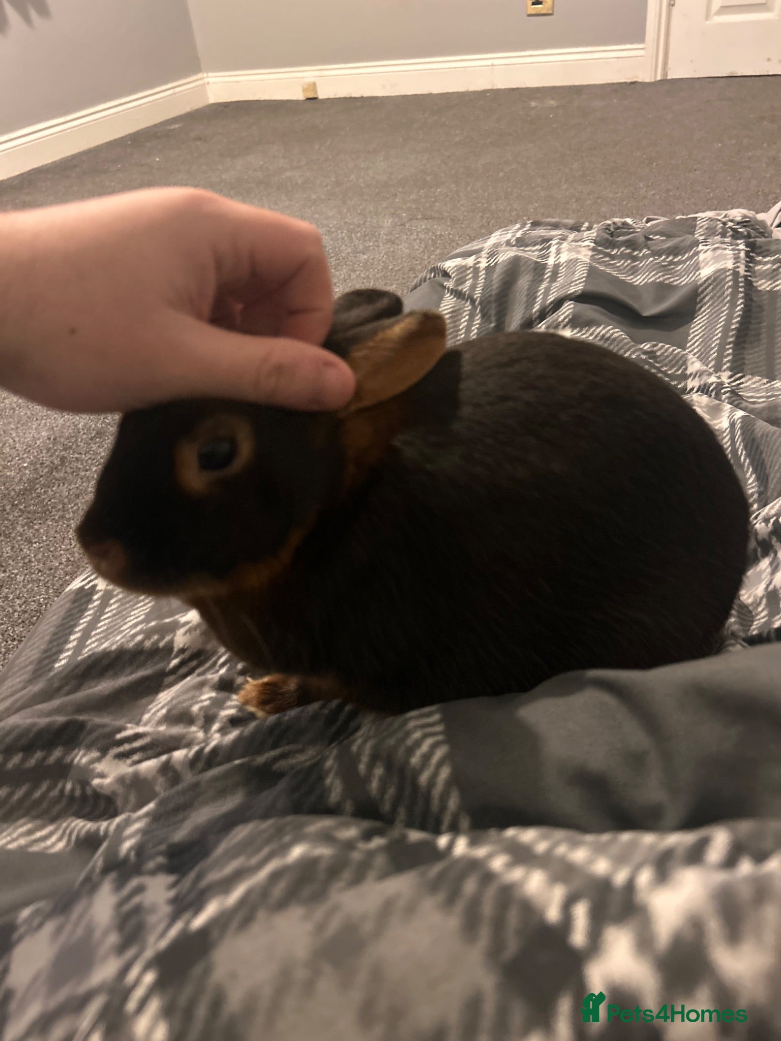 Rex rabbits Beautiful light and dark brown Rex rabbit  - Advert 2