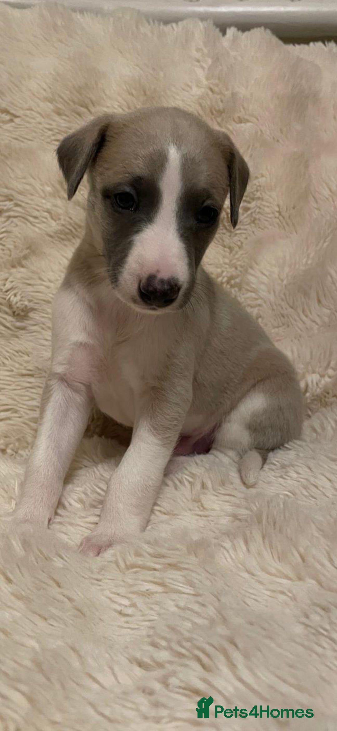 Whippet dogs KC  REG WHIPPET PUPS - Advert 1