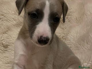 Whippet dogs KC REG WHIPPET PUPS - Advert 1