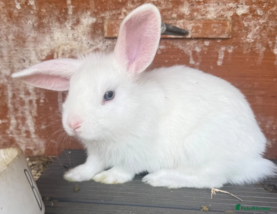 Mixed Breed rabbits for sale: Netherland dwarf x mini lop bunnies - Advert 9