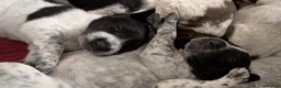 German Shorthaired Pointer dogs for sale: Gorgeous Black and Liver ticked GSP puppies - Advert 13