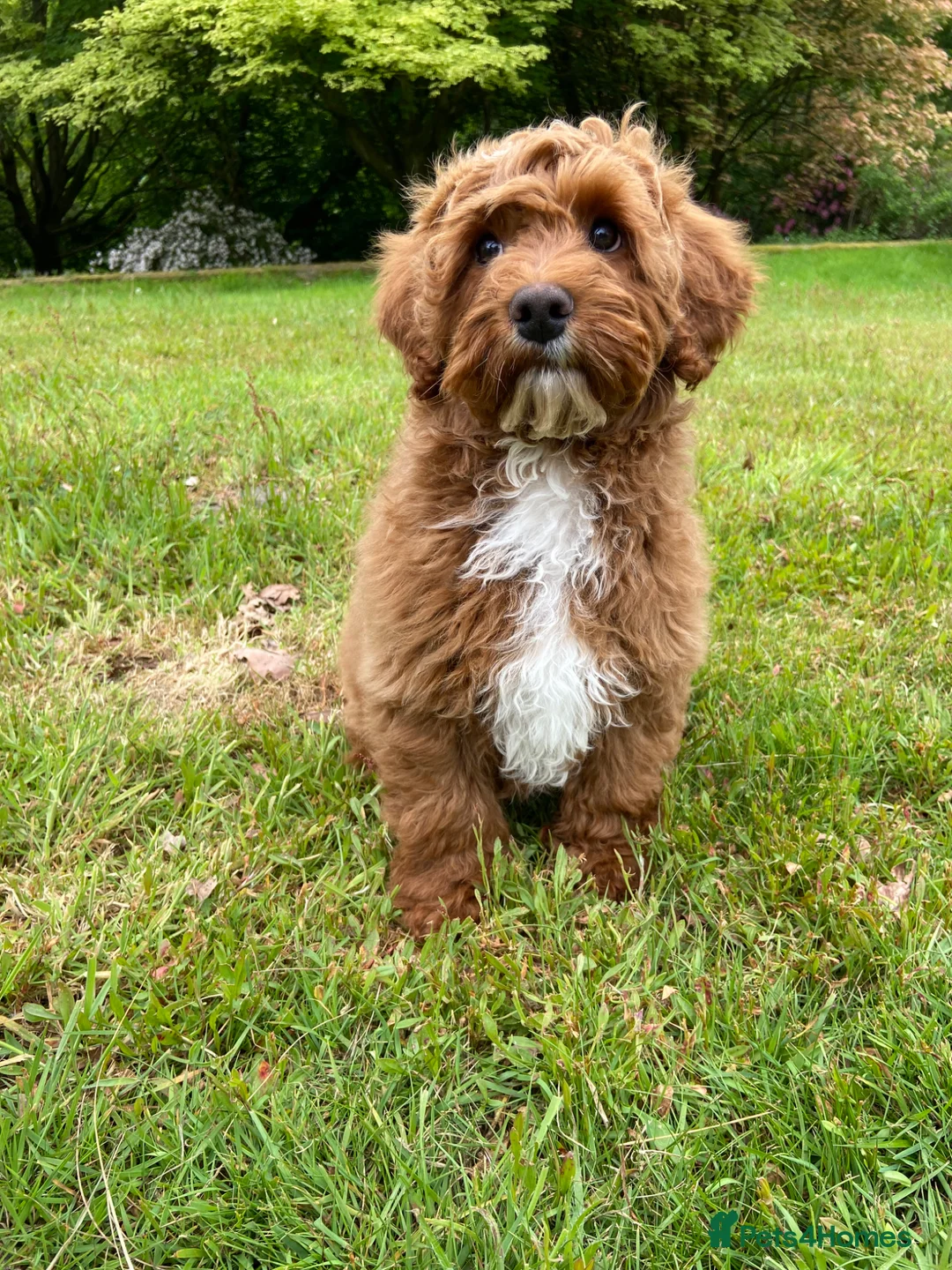 Mixed Breed dogs for sale: Stunning Australian Double Doodles - Advert 1