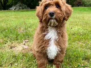 Mixed Breed dogs Stunning Australian Double Doodles - Advert 15