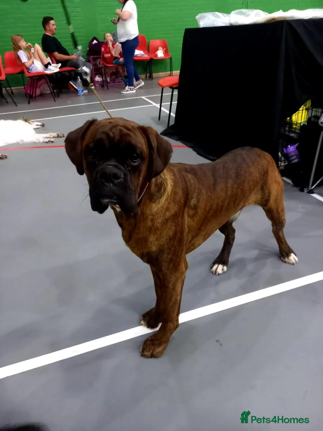 Boxer dogs for stud: Champion lined boxer for stud in Colwyn Bay - Advert 6