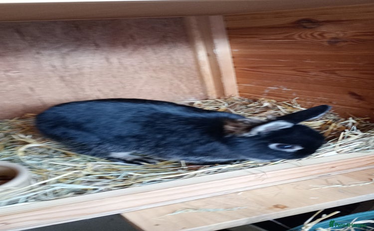 Netherland Dwarf rabbits - Advert 6