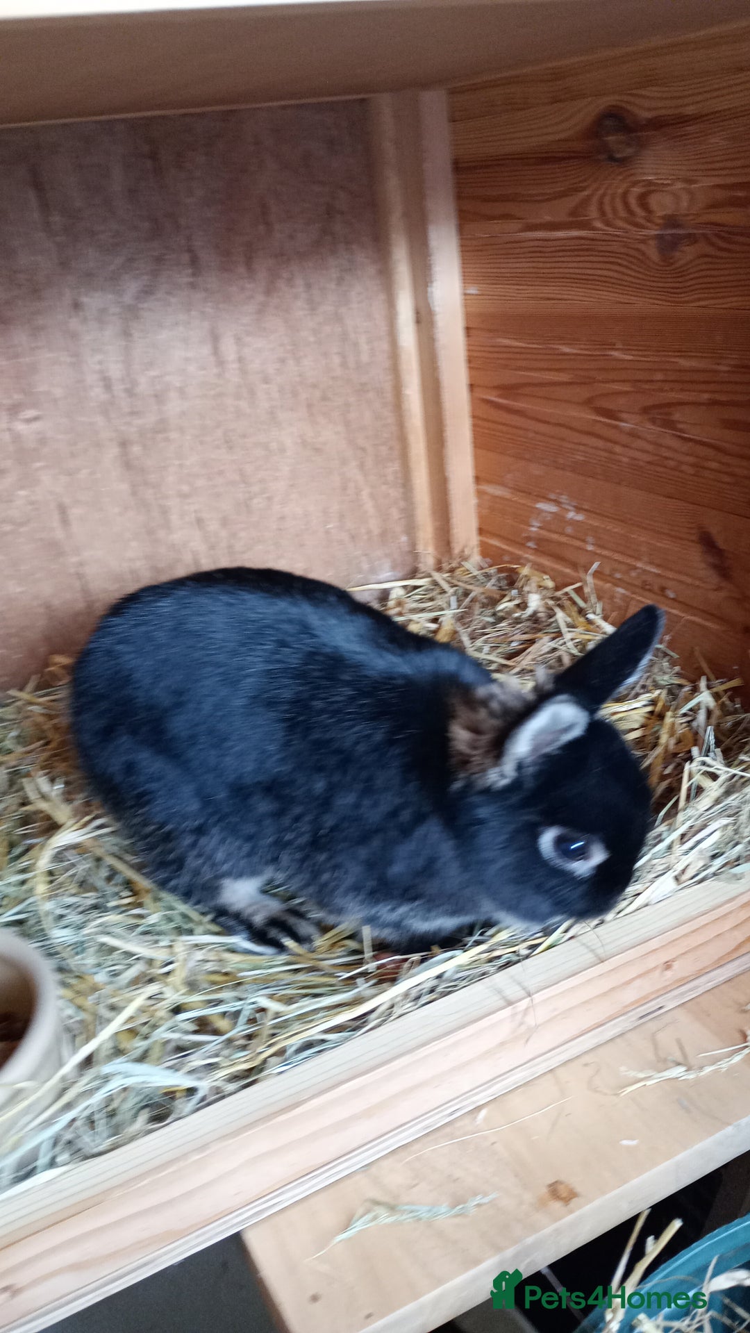 Netherland Dwarf rabbits for sale: Netherland Dwarf  - Image 1