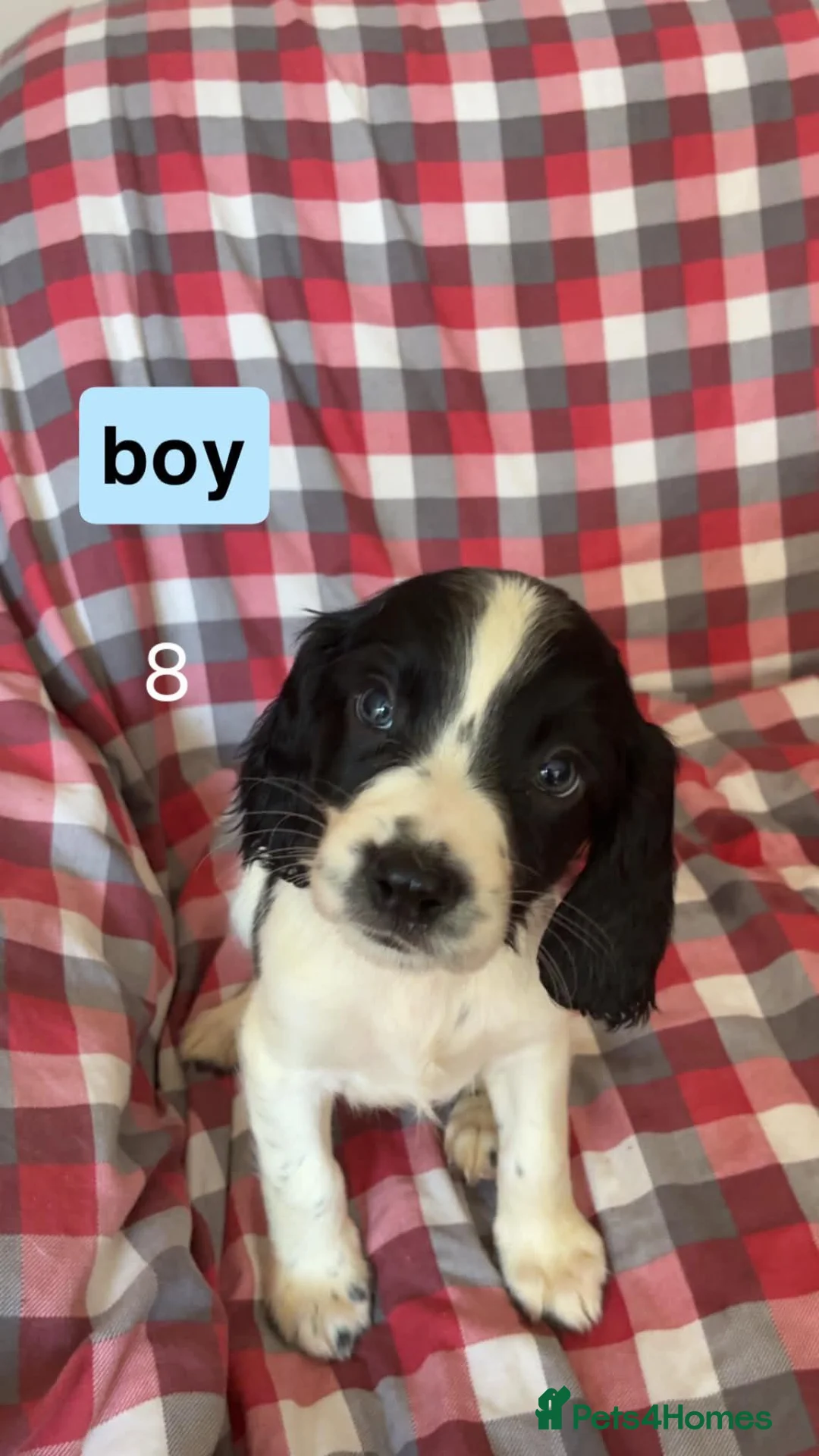 Sprocker dogs for sale: Sprocker spaniels for sale in Pontefract - Advert 2