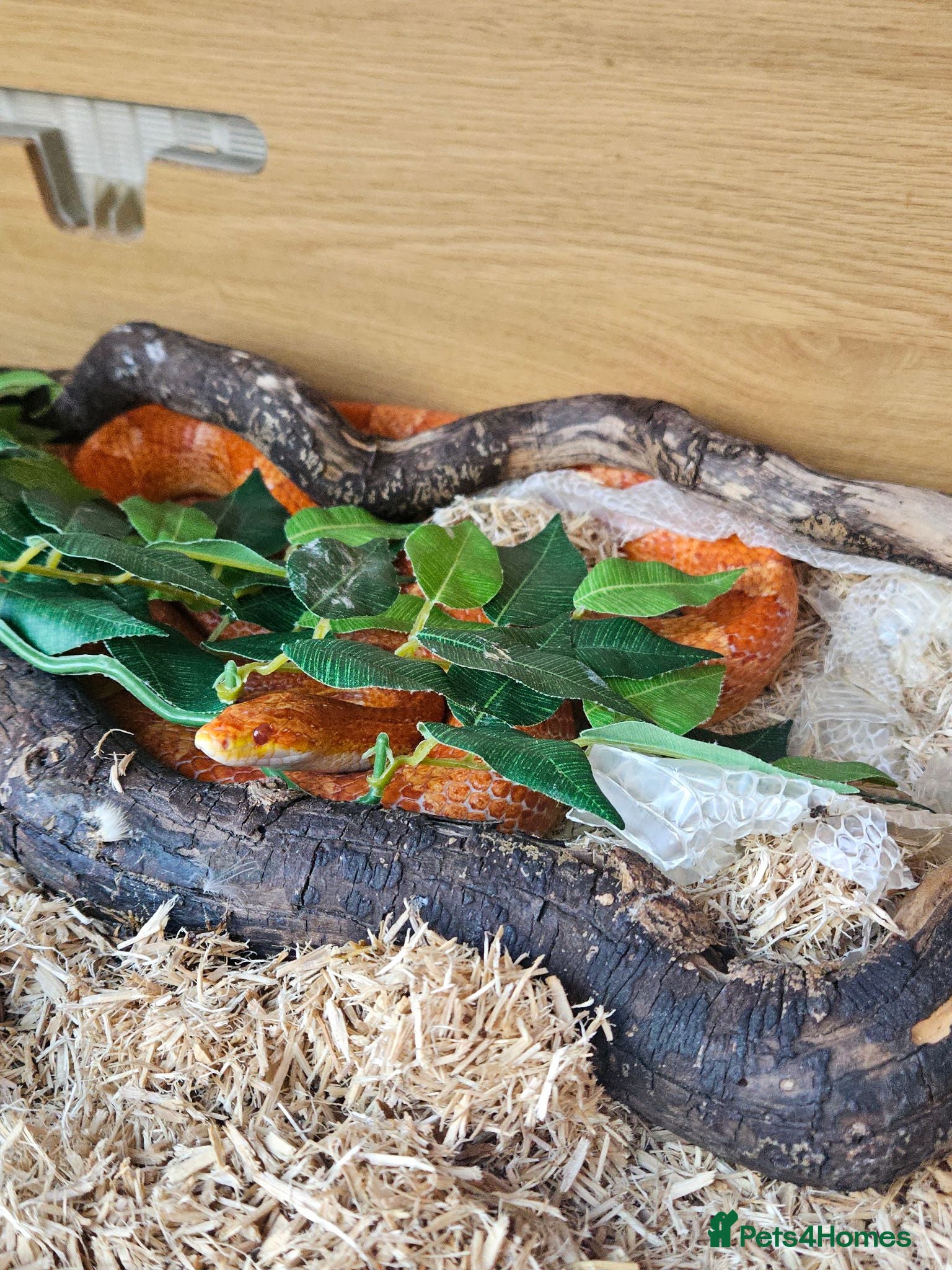 Corn Snake reptiles Adult corn snake (rehoming) - Advert 2