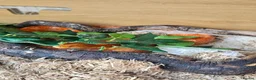 Corn Snake reptiles for sale: Adult corn snake (rehoming) - Advert 1