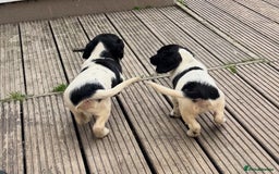 English Springer Spaniel dogs for sale: KC Calm English Springer Spaniel Puppies - Image 25