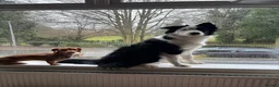 Border Collie dogs for sale: Callie needs a new home  - Advert 2