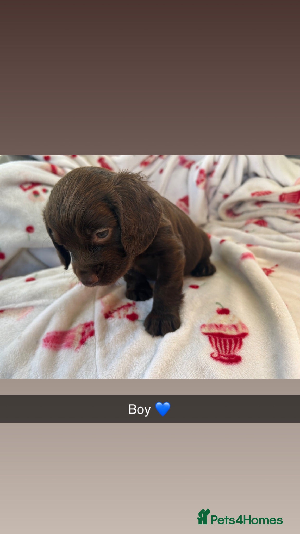 Cocker Spaniel dogs F1 cocker spaniel puppies ! - Advert 10