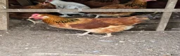 Chickens poultry for sale: Various Breeds of Pullets at Point of Lay - Advert 3
