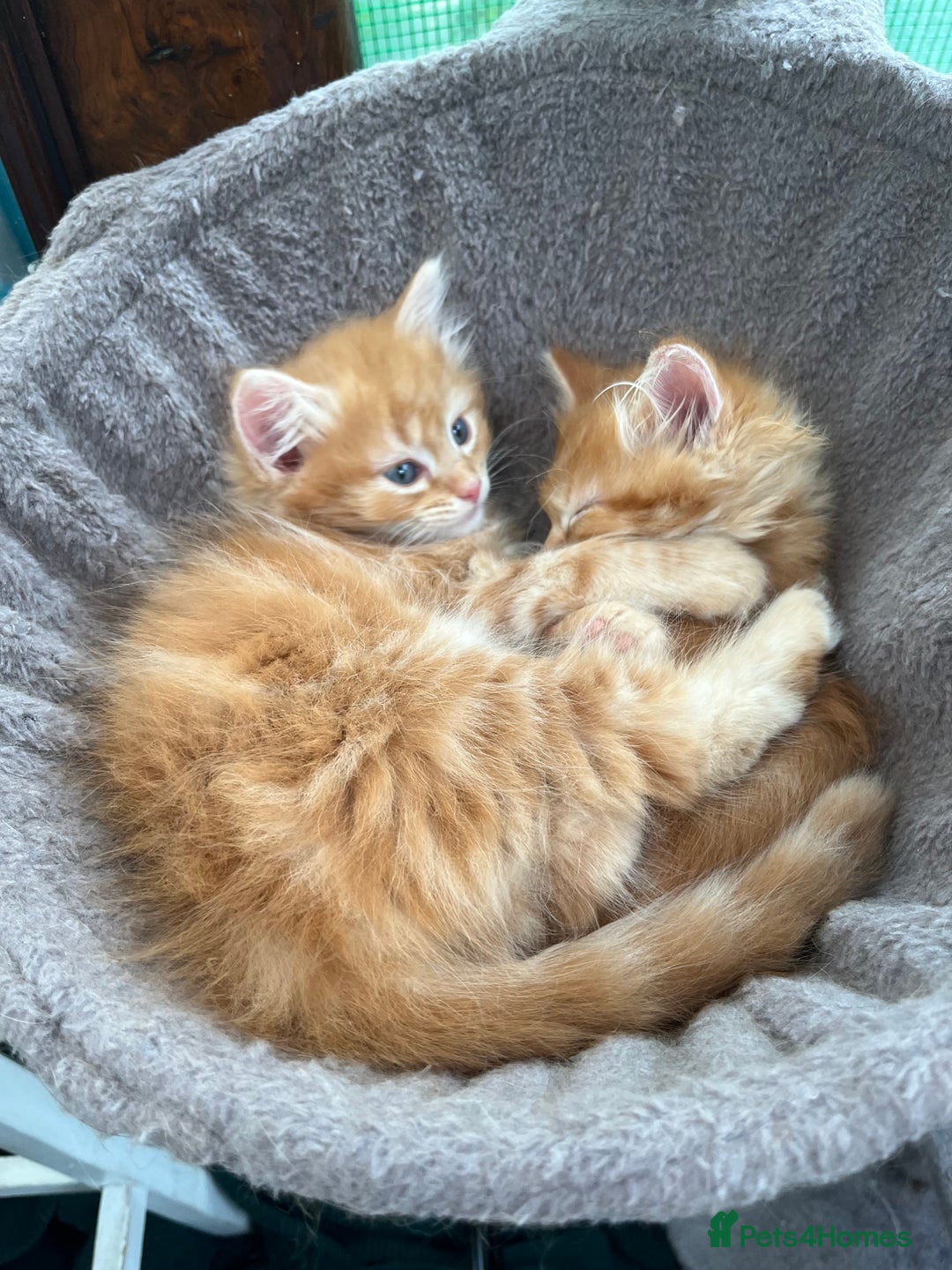 Mixed Breed cats for sale: Pair of Gorgeous ginger kittens 🐅🐅 - Image 7