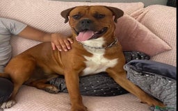 Boxer dogs for sale: Boxerx - Image 8