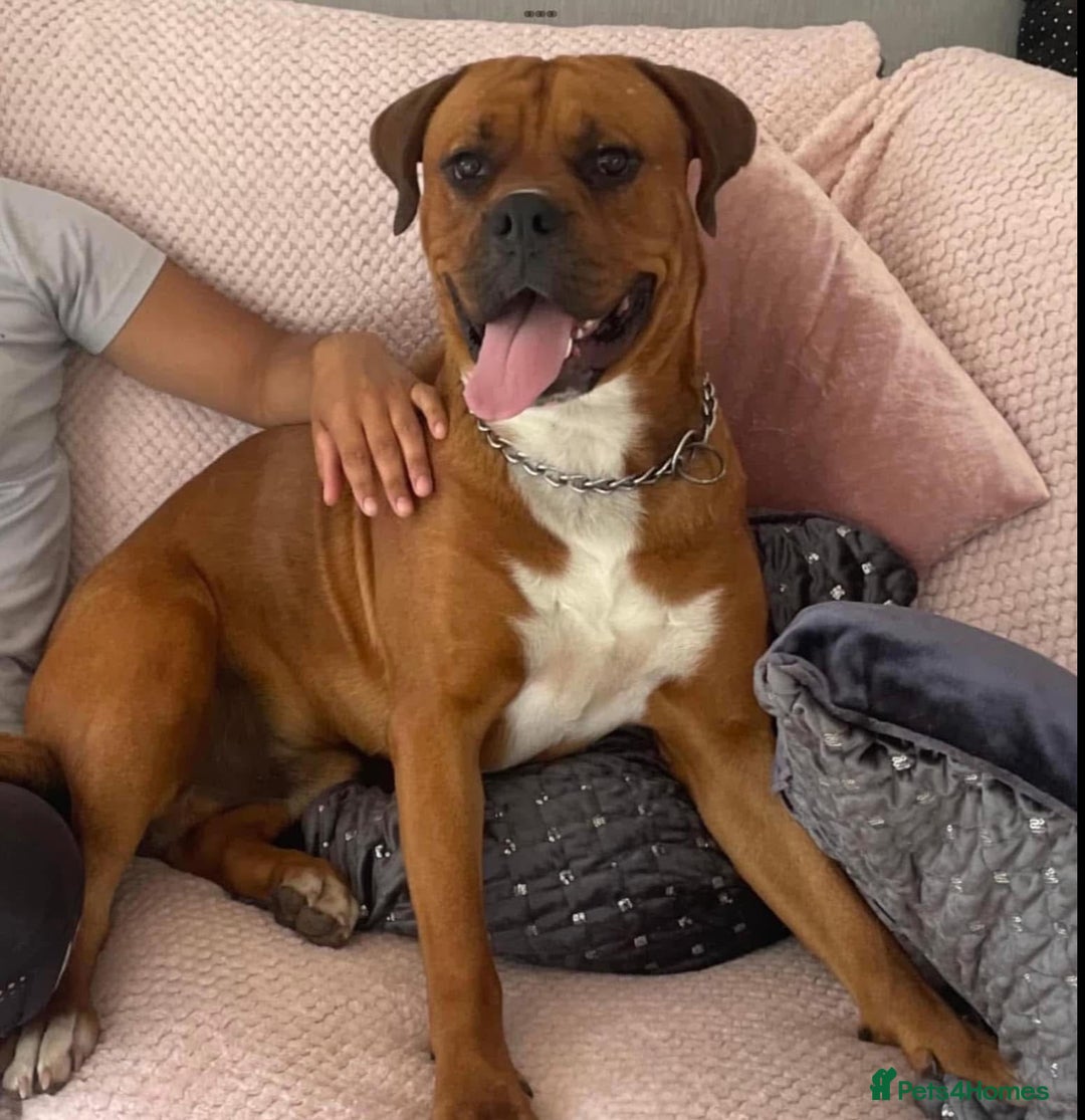 Boxer dogs for sale: Boxerx - Image 8