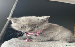 British Shorthair cats for sale: Female pure British shorthair kittens - Image 14