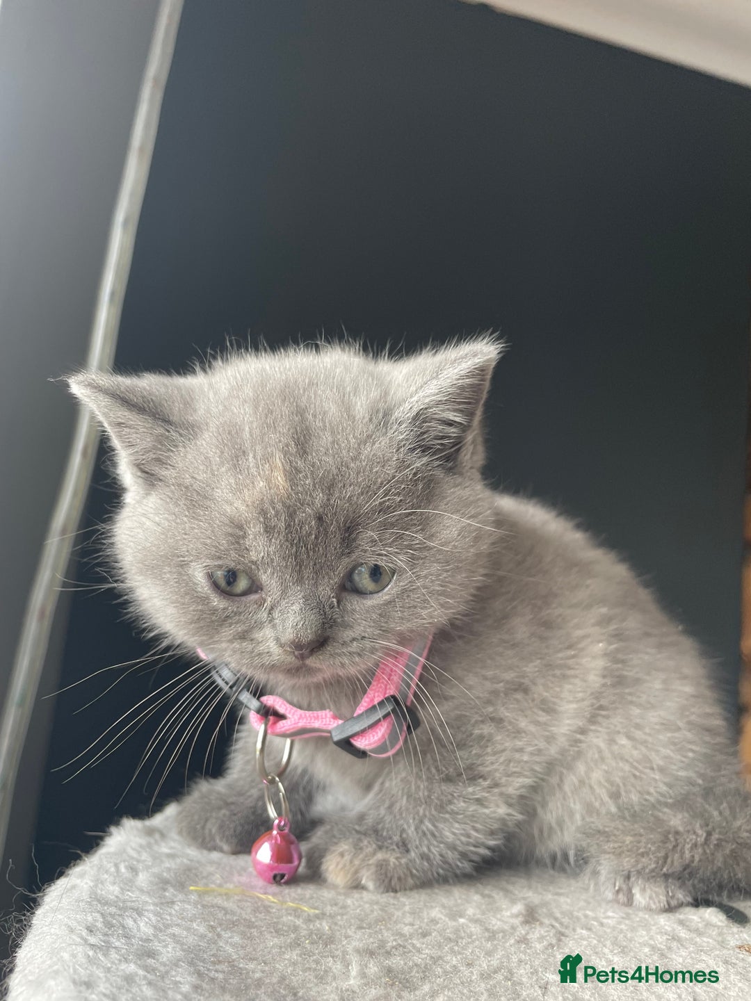 British Shorthair cats for sale: Female pure British shorthair kittens - Image 14