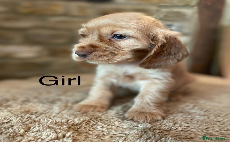 Cocker Spaniel dogs - Advert 8
