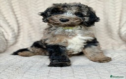Cockapoo dogs for sale: Amazing tri-coloured girl - Image 1
