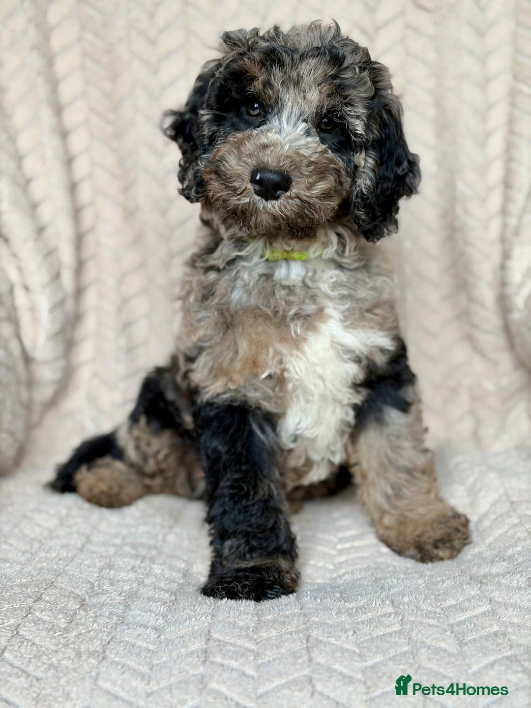 Cockapoo dogs for sale: Amazing tri-coloured girl - Image 1