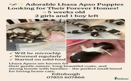 Lhasa Apso dogs for sale: Adorable babies  - Image 3