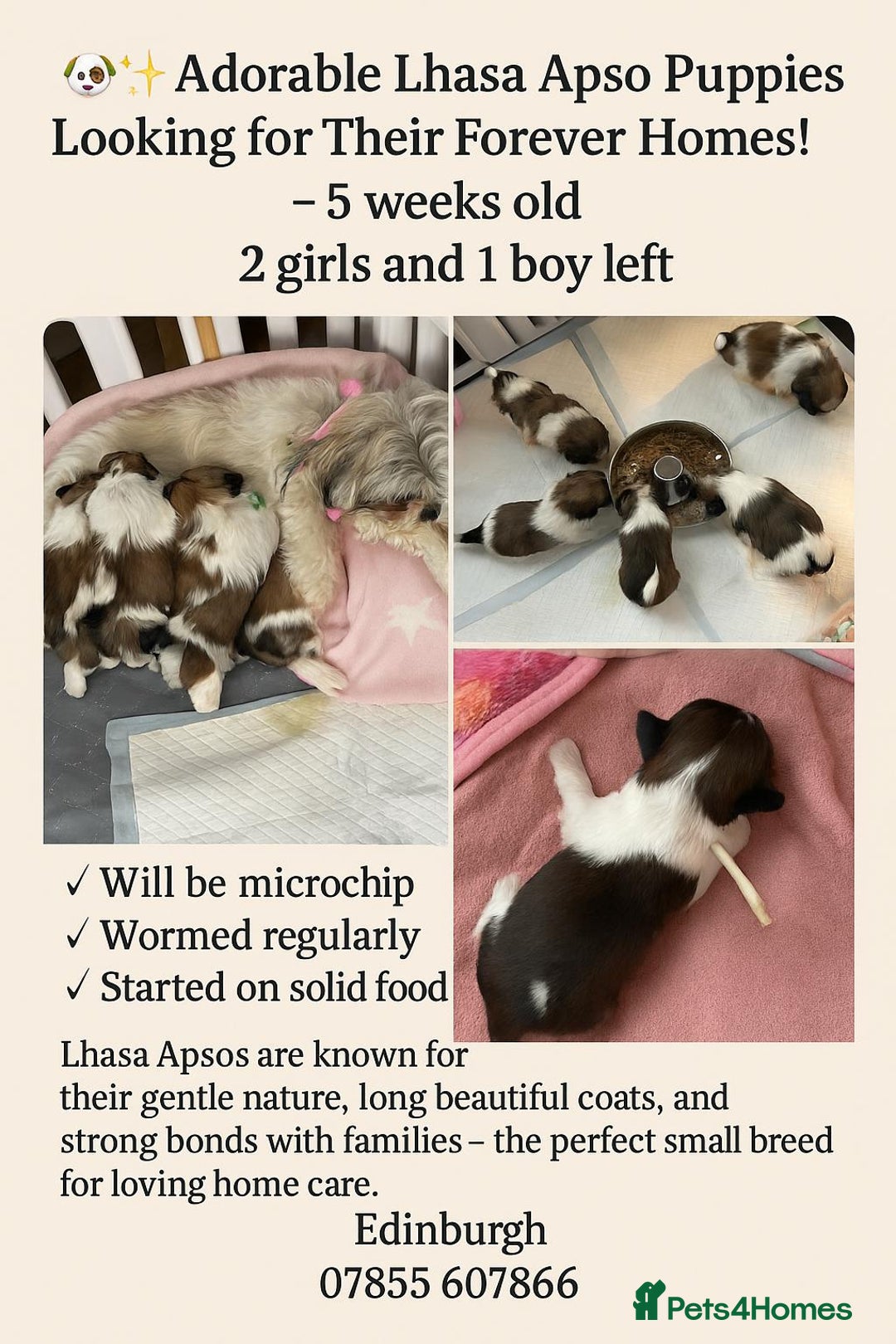 Lhasa Apso dogs for sale: Adorable babies  - Image 3