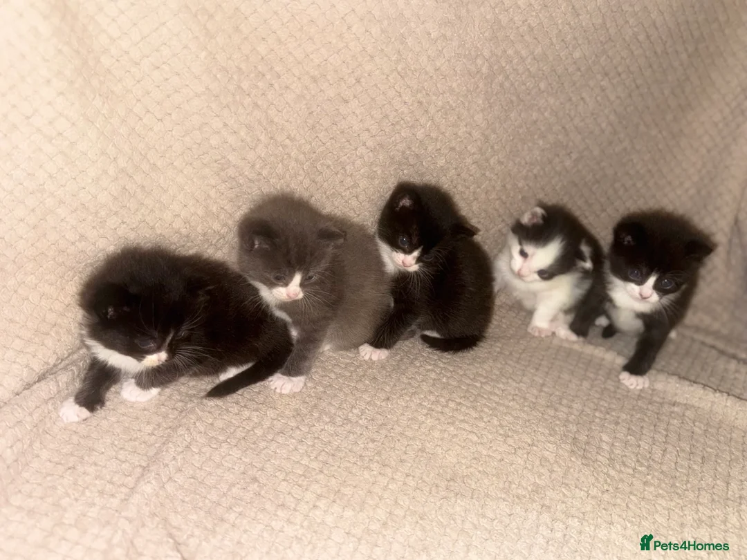 Ragdoll cats for sale: Ragdoll cross kittens  - Advert 9