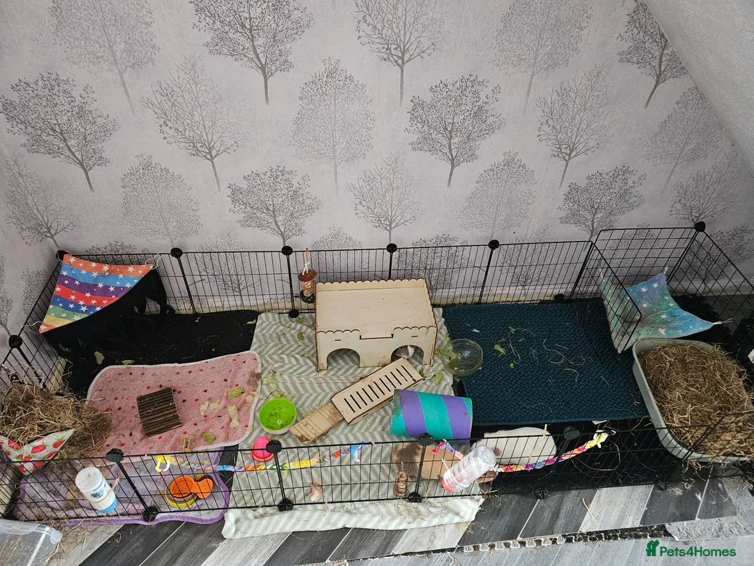 Guinea Pig rodents for sale: 3 brothers  in Neath - Advert 1