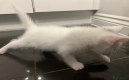 Mixed Breed cats for sale: Healthy & Playful Kittens - Image 13