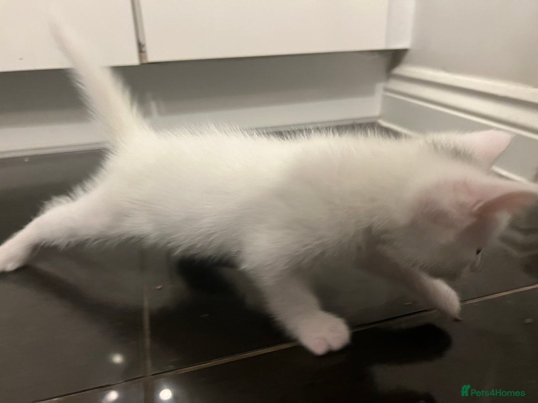 Mixed Breed cats for sale: Healthy & Playful Kittens - Image 13