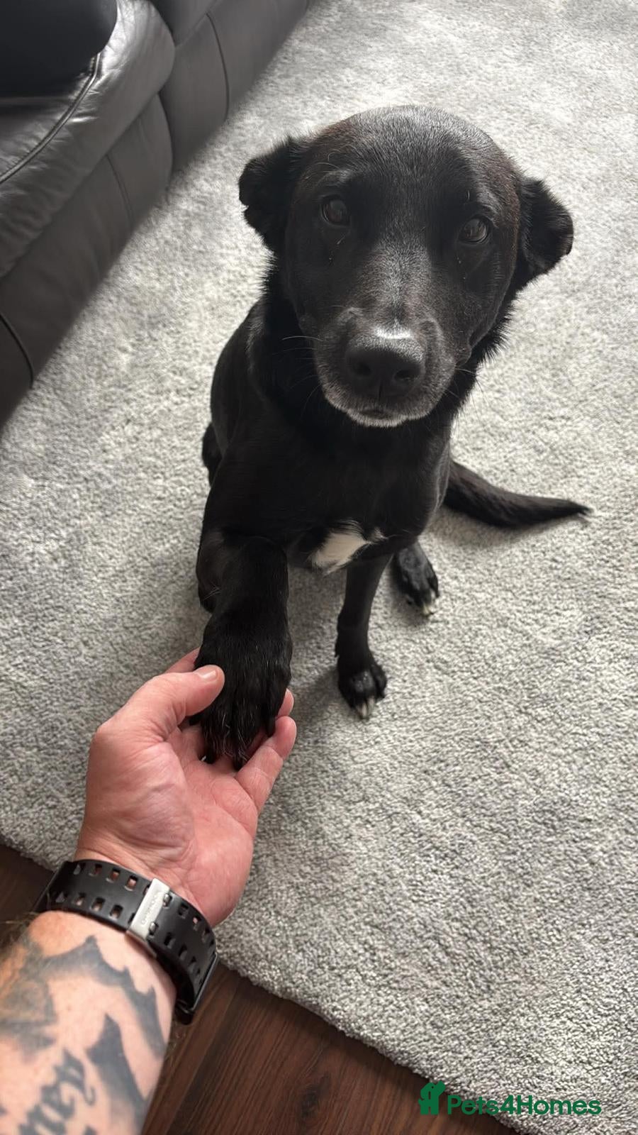 Mixed Breed dogs Bailey for a new home in Burton-on-Trent - Advert 1