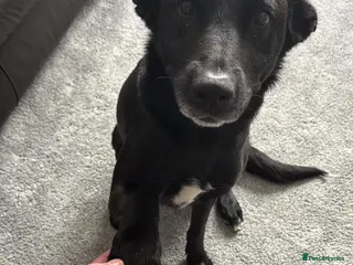 Mixed Breed dogs Bailey for a new home in Burton-on-Trent - Advert 1