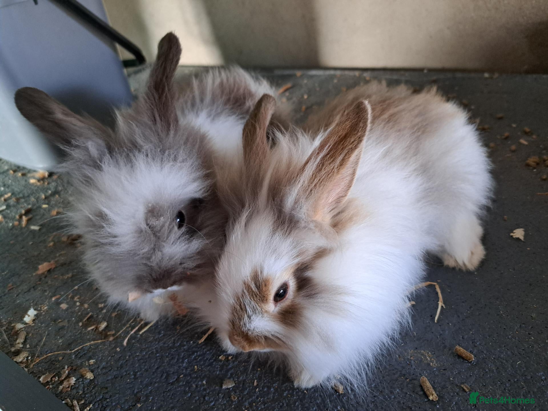 Mixed Breed rabbits 2 angora x female kits - Advert 16