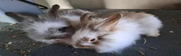 Mixed Breed rabbits for sale: 2 angora x female kits - Advert 1