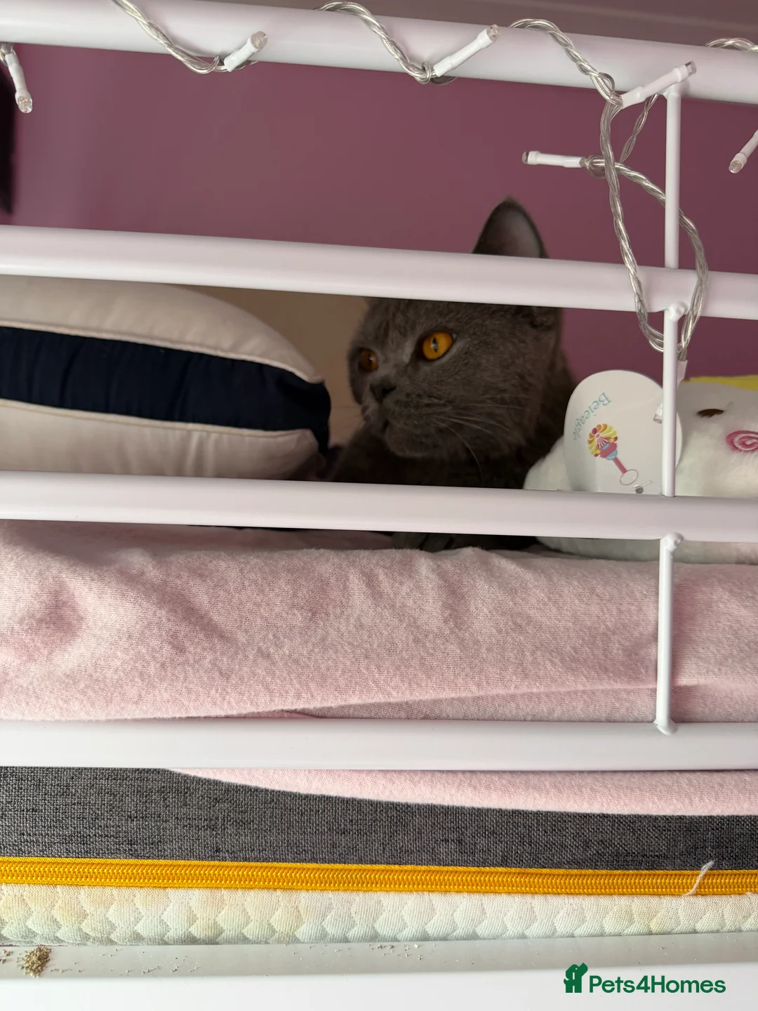 British Shorthair cats for sale: British short fur cat female aged two  - Advert 2