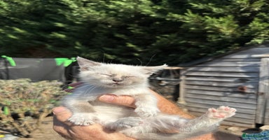 Mixed Breed cats - Advert 1